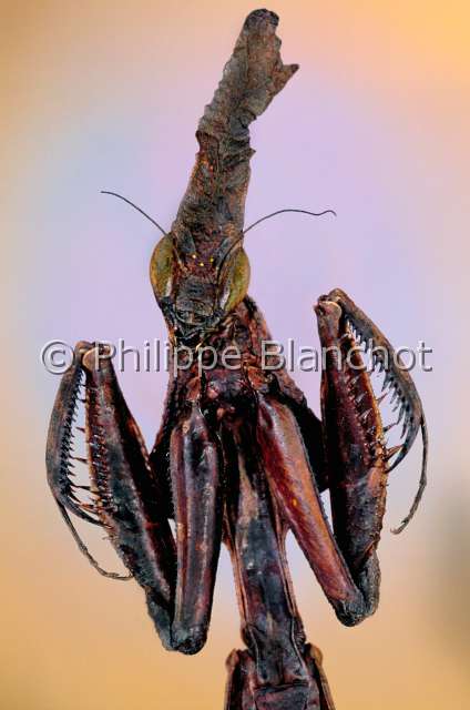 Phyllocrania paradoxa1.JPG - in "Portraits d'insectes" ed. SeuilPhyllocrania paradoxaMante fantomeGhost mantisDictyopteraHymenopodidaeMadagascar